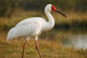 Image of a Siberian Crane in its natural habitat