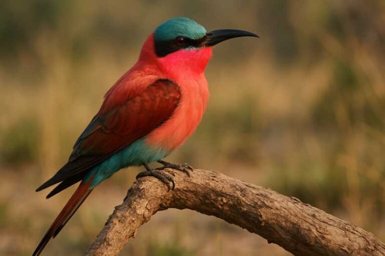 Image of a Southern Carmine Bee-eater in its natural habitat