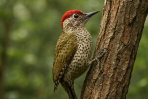 Image of a Speckle-breasted Woodpecker in its natural habitat