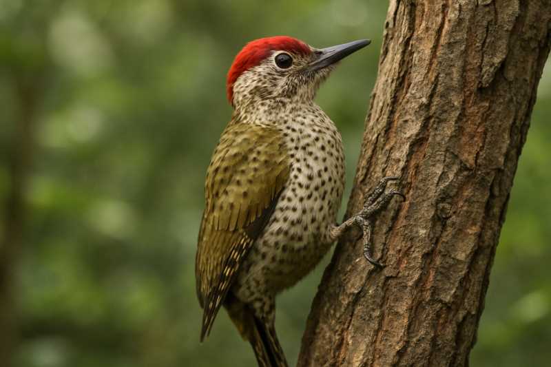 Image of a Speckle-breasted Woodpecker in its natural habitat