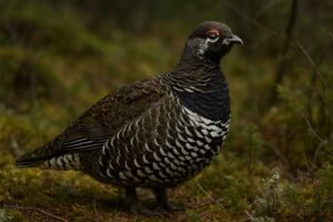 Image of a Spruce Grouse in its natural habitat