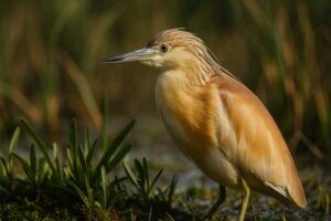 Image of a Squacco Heron in its natural habitat