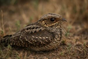 Image of a Square-tailed Nightjar in its natural habitat