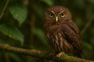 Image of a Subtropical Pygmy Owl in its natural habitat