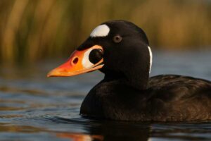 Image of a Surf Scoter in its natural habitat