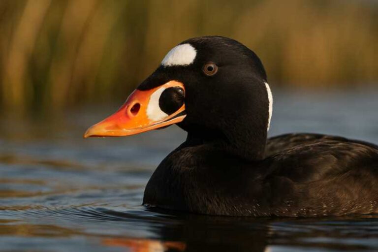 Image of a Surf Scoter in its natural habitat