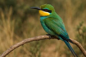 Image of a Swallow-tailed Bee-eater in its natural habitat