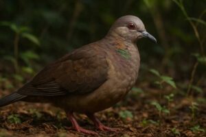 Image of a Tawitawi Brown Dove in its natural habitat