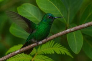 Image of a Velvet-browed Brilliant in its natural habitat