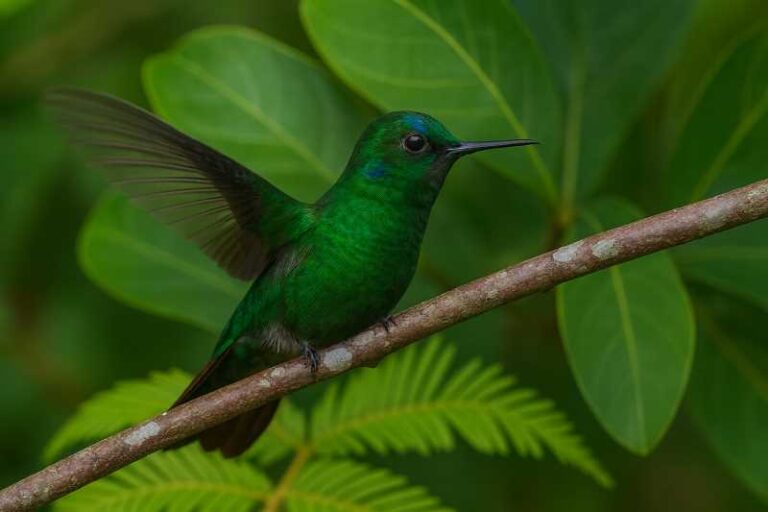Image of a Velvet-browed Brilliant in its natural habitat
