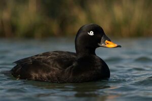 Image of a Velvet Scoter in its natural habitat