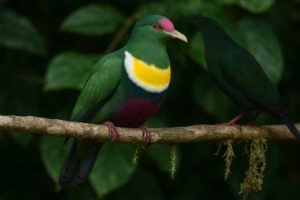 Image of a White-bibbed Fruit Dove in its natural habitat