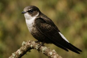 Image of a White-tipped Swift in its natural habitat