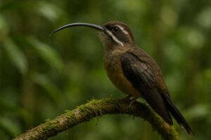 Image of a White-whiskered Hermit in its natural habitat
