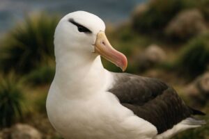 Image of a Black-browed Albatross in its natural habitat