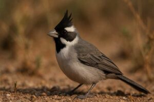 Image of a Black-crested Finch in its natural habitat