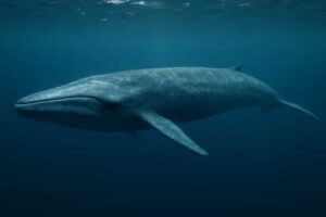 Image of a Blue Whale in its natural habitat