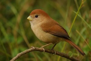 Image of a Brown-winged Parrotbill in its natural habitat