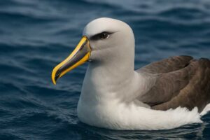 Image of a Buller's Albatross in its natural habitat