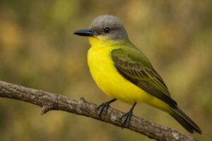 Image of a Couch's Kingbird in its natural habitat