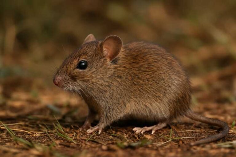 Image of a Dolores Grass Mouse in its natural habitat