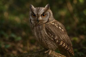 Image of a Eurasian Scops Owl in its natural habitat