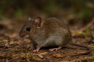 Image of a Gray-bellied Grass Mouse in its natural habitat