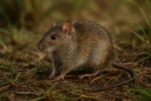 Image of a Northeastern Marsh Rice Rat in its natural habitat