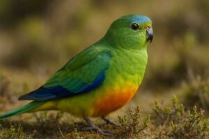 Image of a Orange-bellied Parrot in its natural habitat