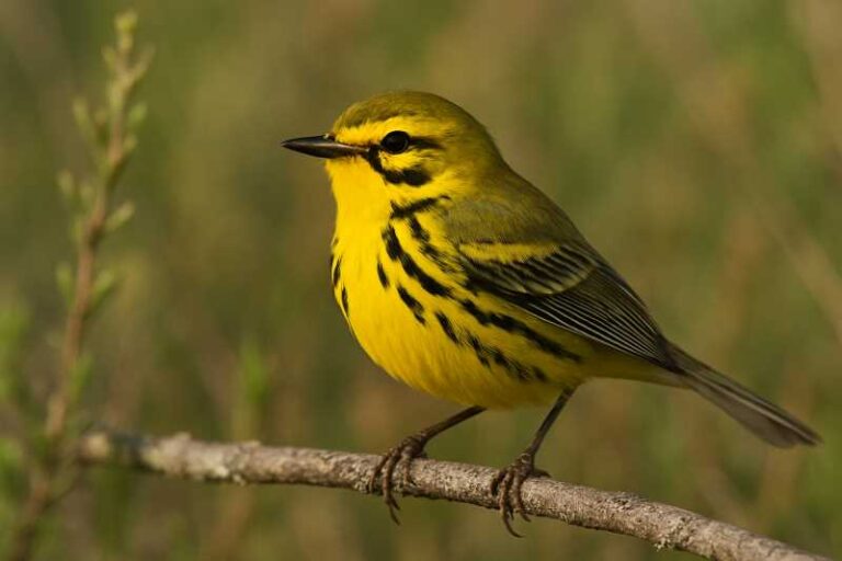 Image of a Prairie Warbler in its natural habitat