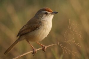 Image of a Rufous-fronted Prinia in its natural habitat