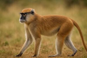 Image of a Southern Patas Monkey in its natural habitat