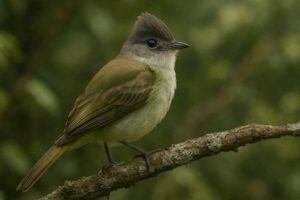 Image of a Tepui Elaenia in its natural habitat