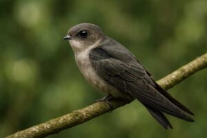 Image of a Three-toed Swiftlet in its natural habitat
