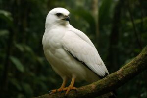Image of a White Hawk in its natural habitat