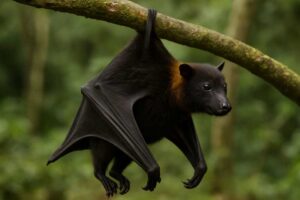 Image of a Bulmer's Fruit Bat in its natural habitat
