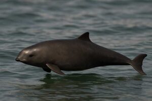 Image of a Burmeister's Porpoise in its natural habitat