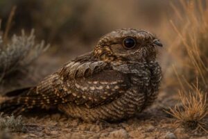 Image of a Common Poorwill in its natural habitat
