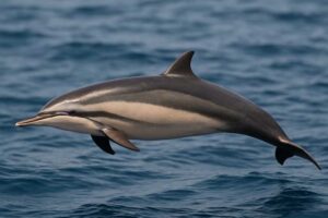 Image of a Fraser's Dolphin in its natural habitat