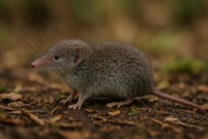Image of a Grasse's White-toothed Shrew in its natural habitat