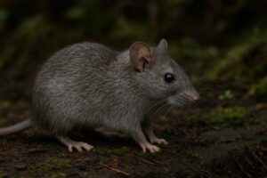 Image of a Gray Rice Rat in its natural habitat