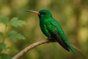Image of a Green-tailed Emerald in its natural habitat