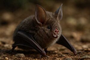 Image of a Heuglin's Horseshoe Bat in its natural habitat