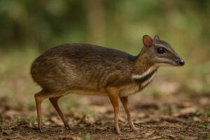 Image of a Lesser Indo-Malayan Chevrotain in its natural habitat