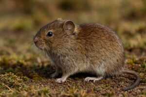 Image of a Lhozhag Mountain Vole in its natural habitat