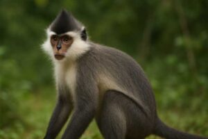 Image of a Mitered Langur in its natural habitat