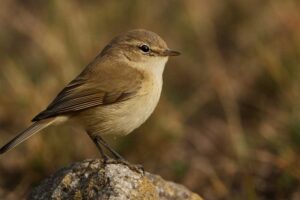 Image of a Mountain Chiffchaff in its natural habitat