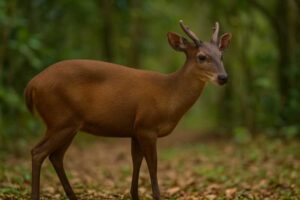 Image of a Northern Brown Brocket in its natural habitat
