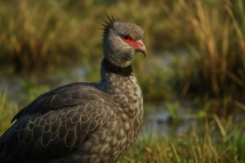 Image of a Northern Screamer in its natural habitat
