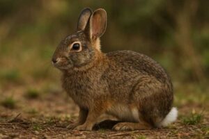 Image of a Omilteme Cottontail in its natural habitat